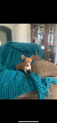 Gorgeous little Female Chihuahua