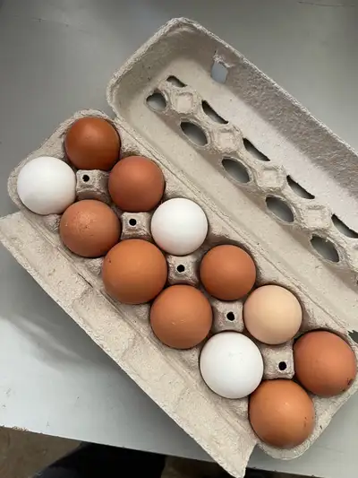 farm fresh organic chicken, duck and quail eggs, View more