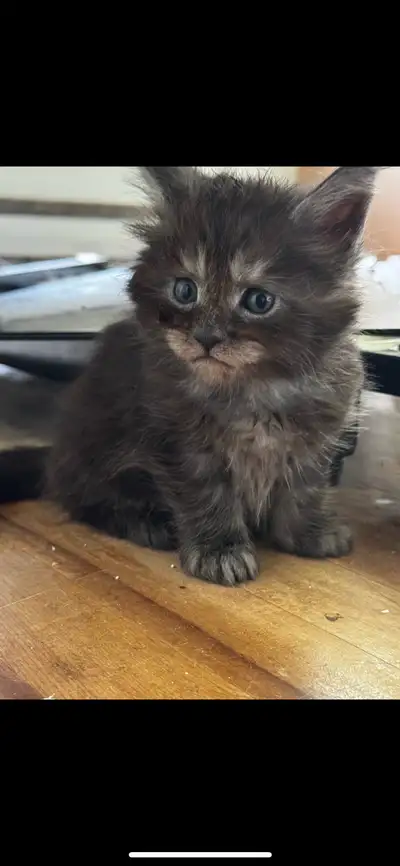 Chaton maincoon pure race, View more