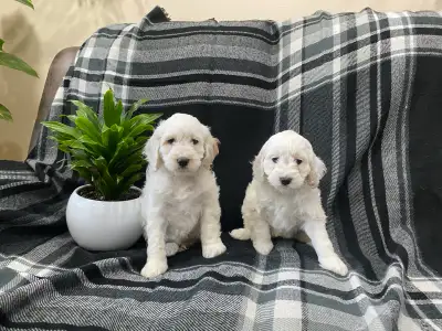 Beautiful Cockapoo Puppies, View more