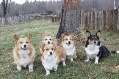 Welsh Corgis Pembroke, View more