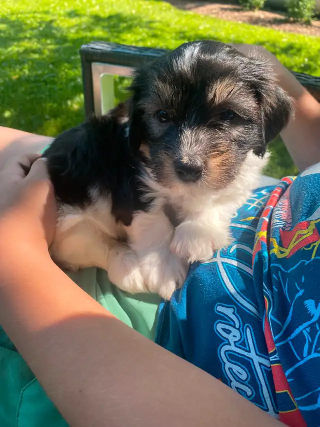 HAVANESE REGISTERED CKC PUPPIES in Dogs & Puppies for Rehoming in Kitchener / Waterloo - Image 4