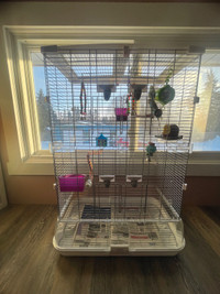 2 budgies to a good home 