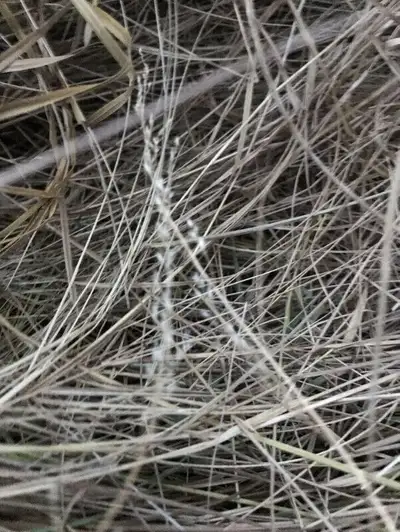 Hay for Rabbits and Guinea pigs, View more