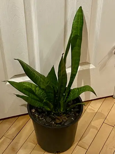  Big Snake Plant, View more