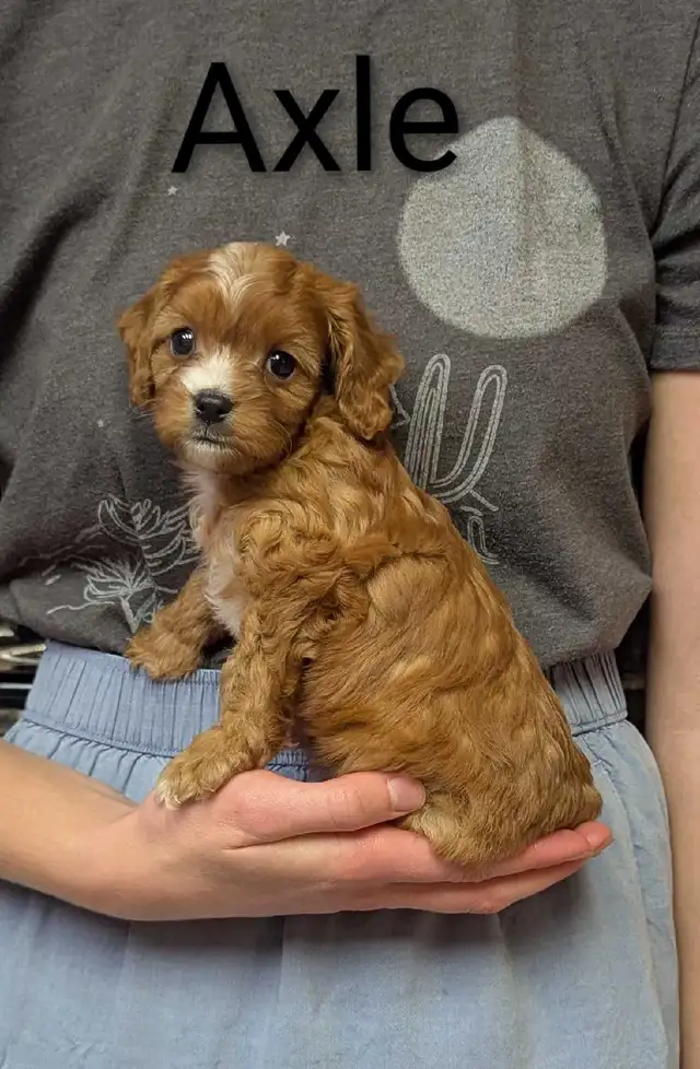 Cavapoo puppies in Dogs & Puppies for Rehoming in Kamloops - Image 6