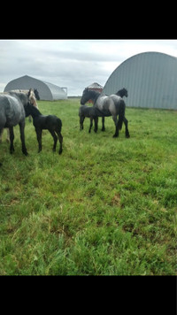 Horses for sale