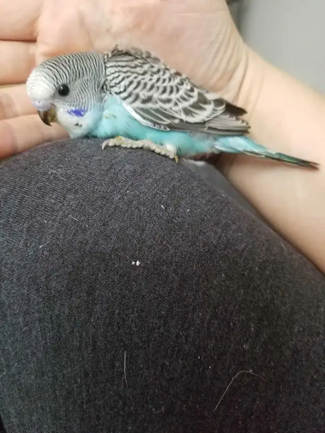 ***SOLD***Handfed Baby Budgie 0915 