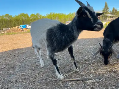 Nigerian Dwarf x mom and baby. Baby boy was born April 19 and has been castrated Mom is still in mil...