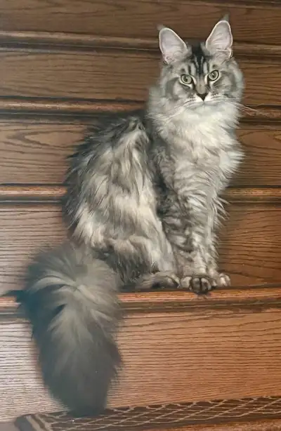 PURE BRED MAINE COON FEMALE 1.5 YEARS OLD (TICA), View more