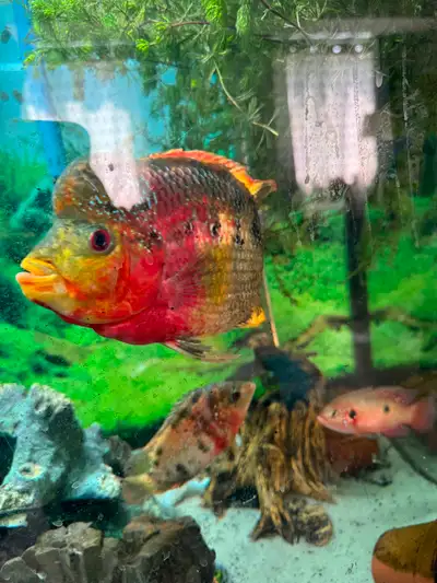 Flower horn cichlids, View more