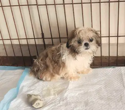 Shih Tzu Puppy ready to go to her Fur Baby home. Tri-color female. For more information you can text...