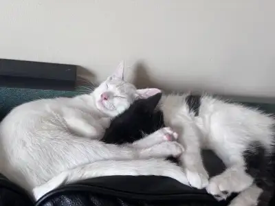 2 Sweet Male Kittens Looking for a Loving New Home!, View more