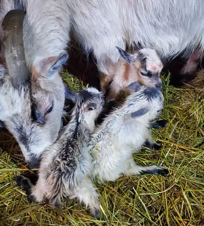 female pygmy goat for bottle feeding, View more
