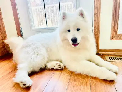 CKC Reg’d Samoyeds for sale, View more