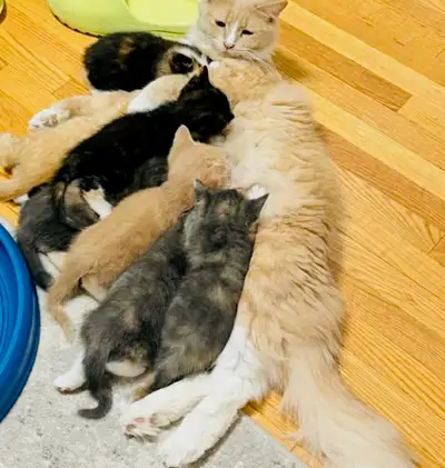 Beautiful Kittens, View more