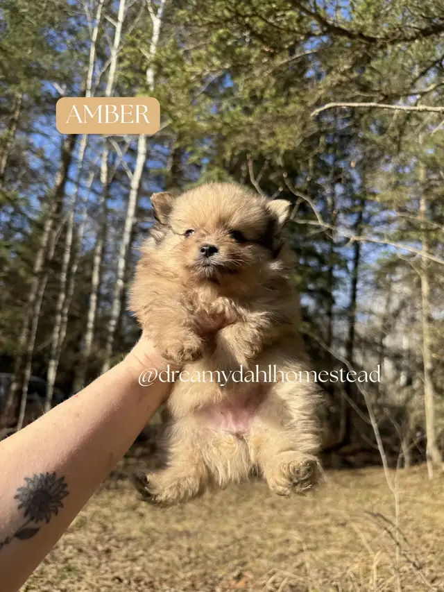Female Pomeranians in Dogs & Puppies for Rehoming in Edmonton - Image 3