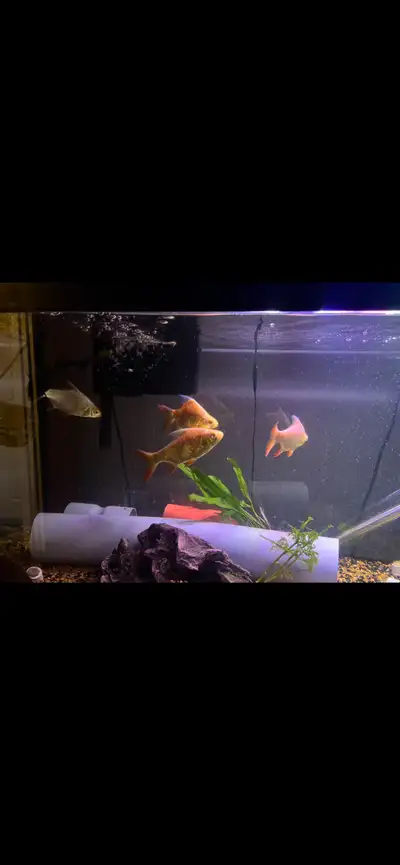 Albino tinfoil barb bundle , View more
