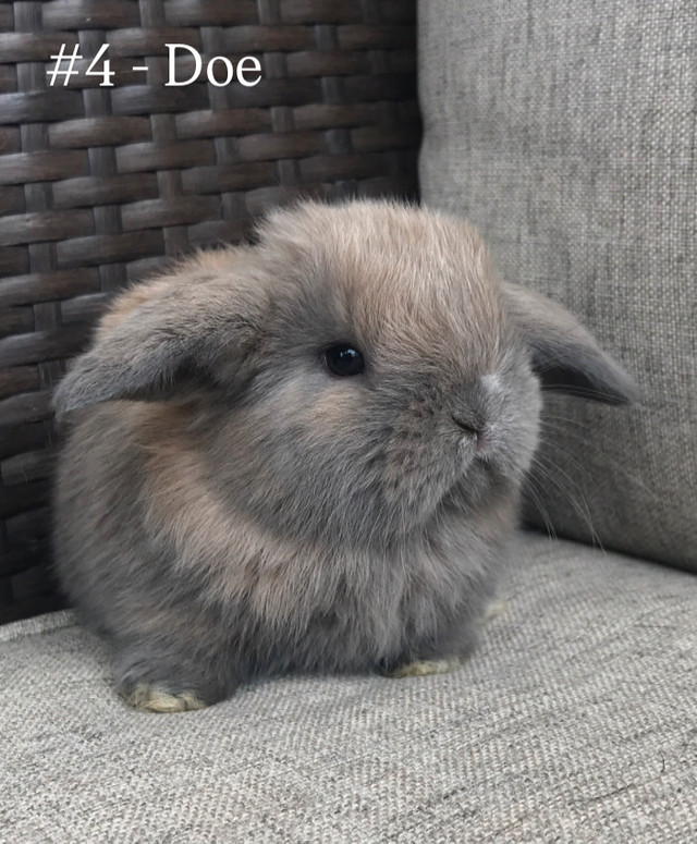 Purebred Pedigreed Holland Lops in Small Animals for Rehoming in Guelph - Image 4