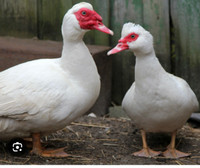 Muscovy ducks and drakes for sale.