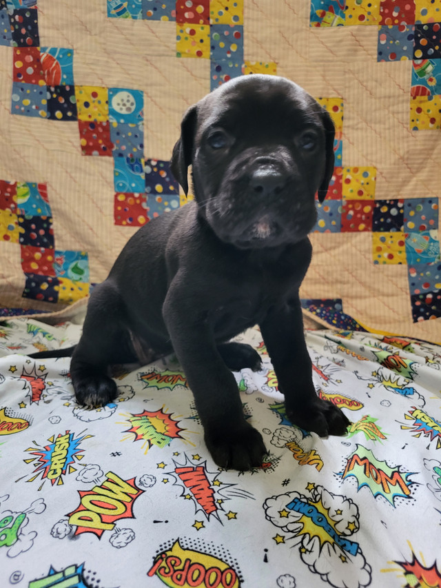 Cane Corso X Cane Corso/English Mastiff pups in Dogs & Puppies for Rehoming in Saskatoon - Image 4