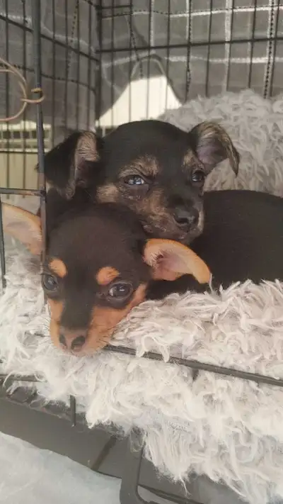 3 adorable CHORKIES looking for their families!, View more