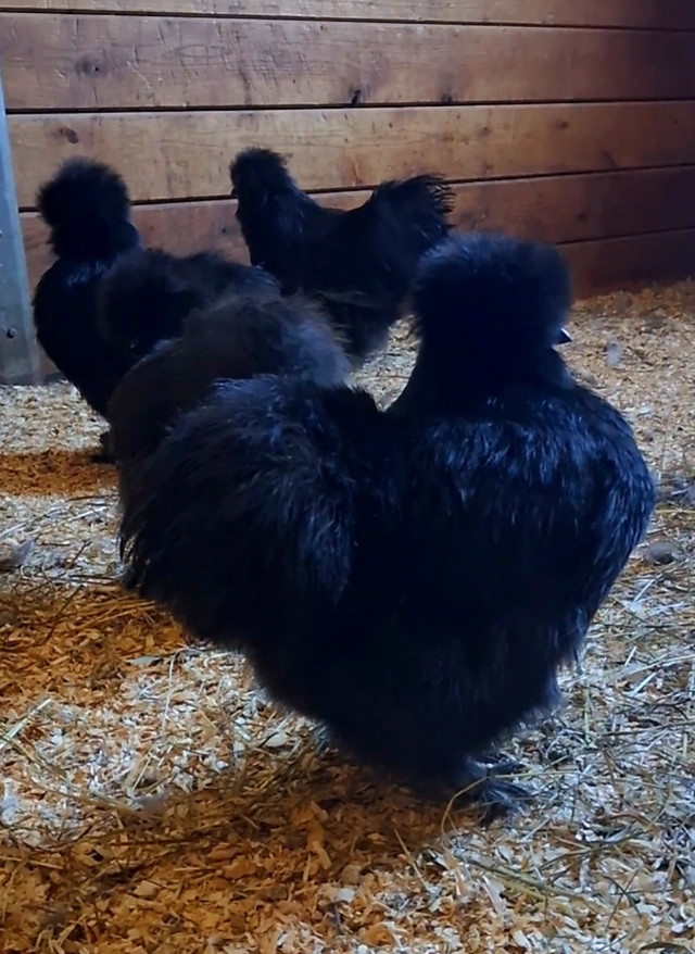 Silkie Hatching Eggs in Livestock in Cambridge - Image 2