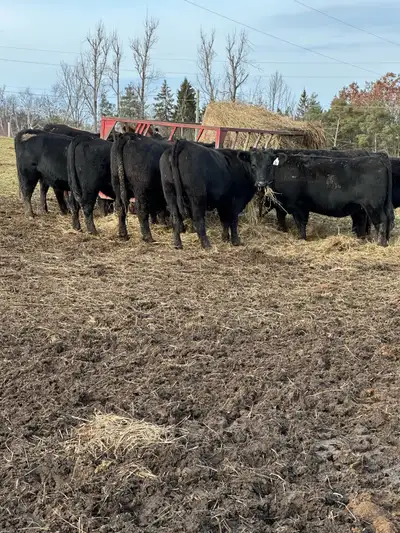 bred heifers for sale , View more