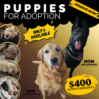 Meet the perfect blend of heart, loyalty, and intelligence! Our Golden-Shepherd puppies, come from a...