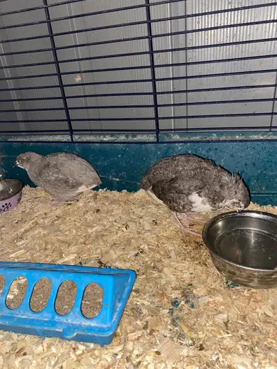 jumbo quail breeding pair , View more