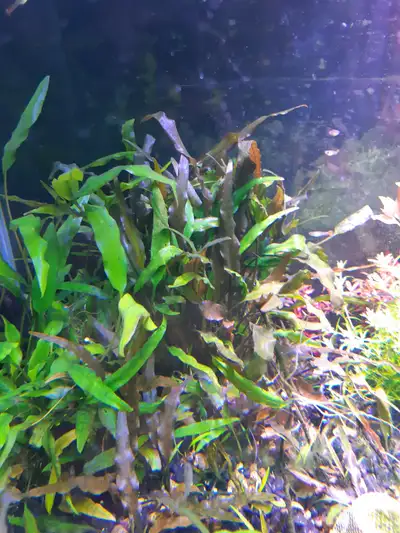 Aquarium plants - Crypt Wendtii.., View more
