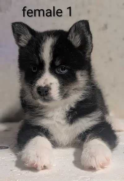 Pomsky puppies, View more