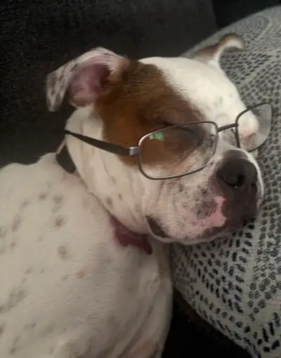 5 Month Old English Bulldog Boston Terrier, View more