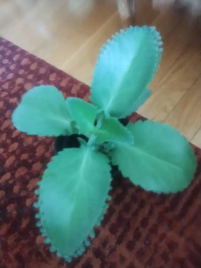 Large mother of thousands 