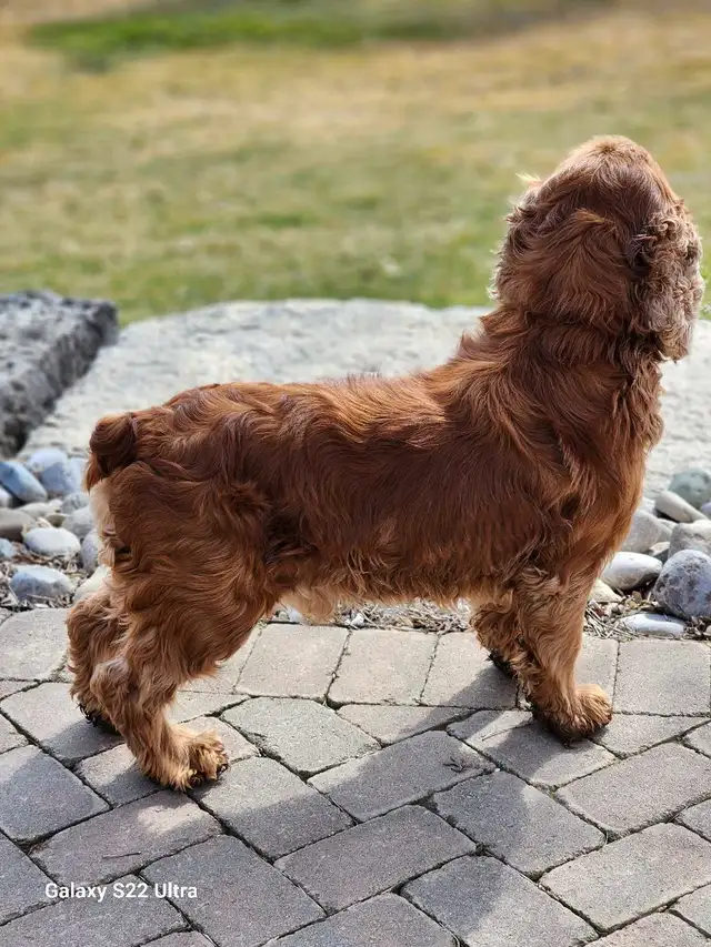 American Cocker Spaniel Puppies SOLD in Dogs & Puppies for Rehoming in St. Catharines - Image 7