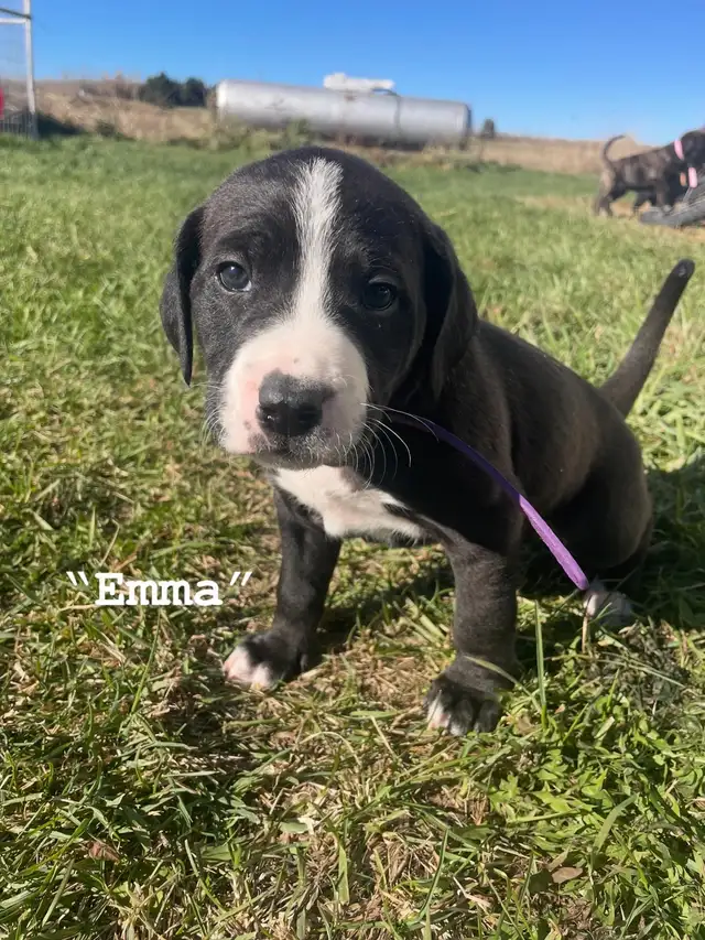 Affectionate Pitbull x Bernadoodle puppies in Dogs & Puppies for Rehoming in Edmonton - Image 3
