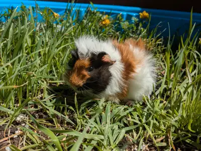 Baby guinea pigs -2 males, View more