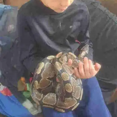 gros python royal avec terrarium , View more