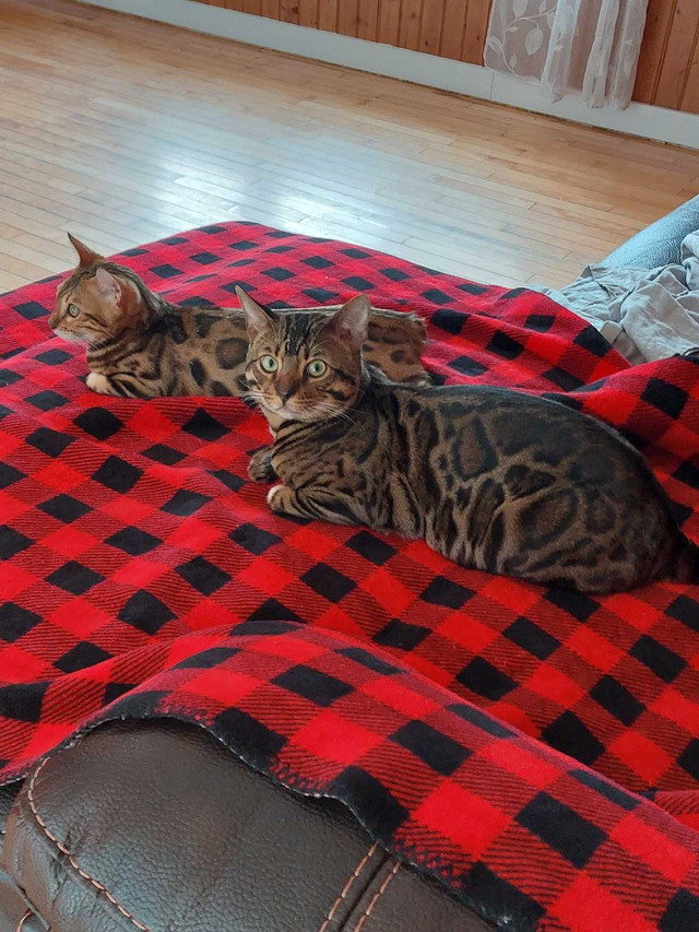 mâle bengal dans Chats et chatons à adopter  à Lanaudière