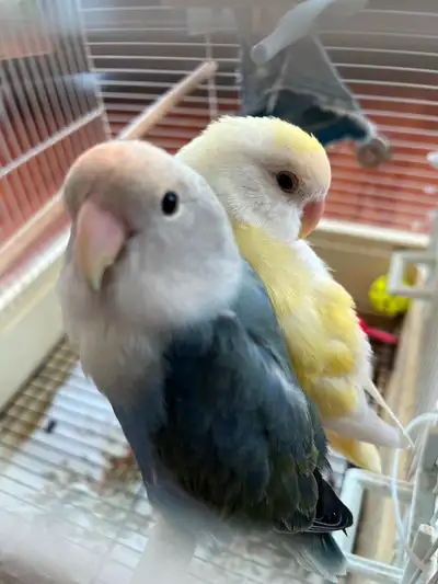 Young lovebirds for rehoming, View more