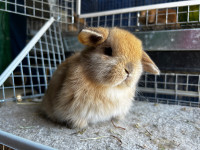 Holland Lop Buck ready to go!! 