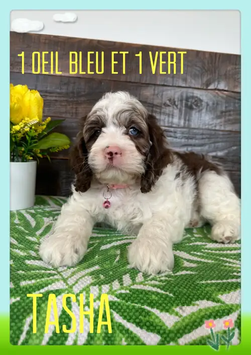 Nous avons de splendides chiots cockapoo F1 disponible pour la réservation. Nos chiots seront prêts...