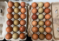 BCM & OE Hatching Eggs