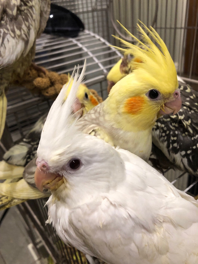 CUTE Handfed Baby Cockatiels for sell ; deliver  in Birds for Rehoming in Kawartha Lakes - Image 4