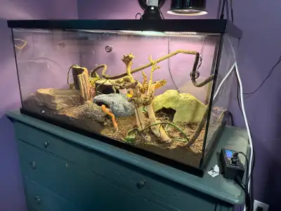 Corn snake + Enclosure, View more