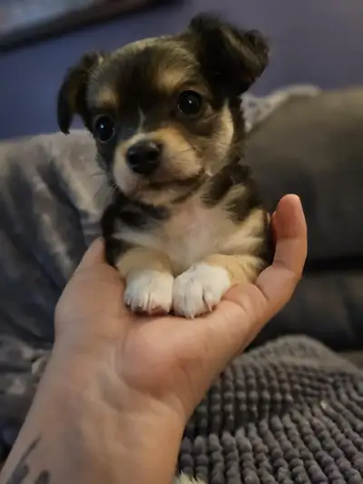 Chihuahua puppies, View more