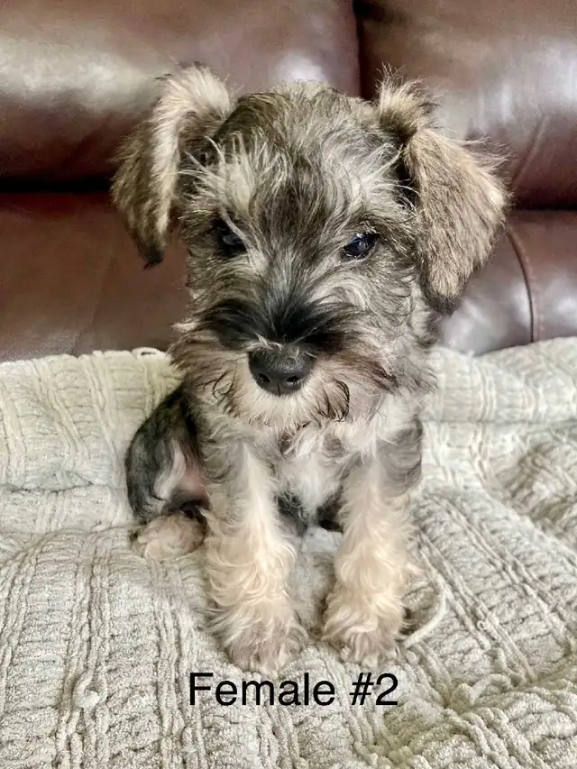 Pure Minature Schnauzer Puppies in Dogs & Puppies for Rehoming in Sudbury - Image 3