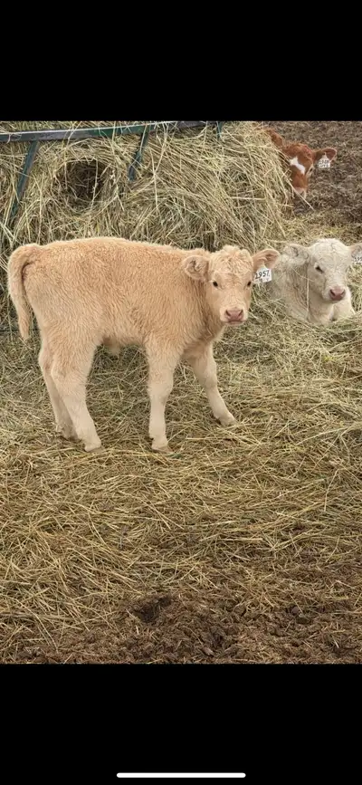 charolais red angus heifer calf available , View more