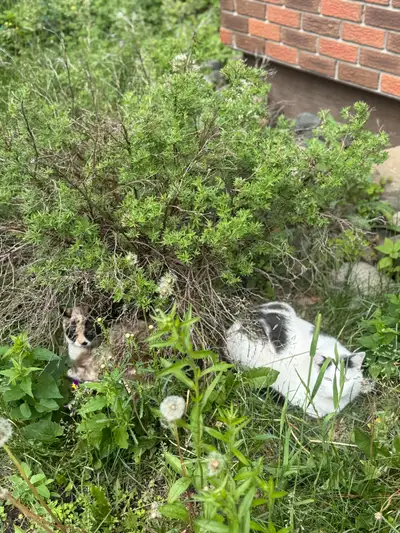House/Pet Sitter, View more