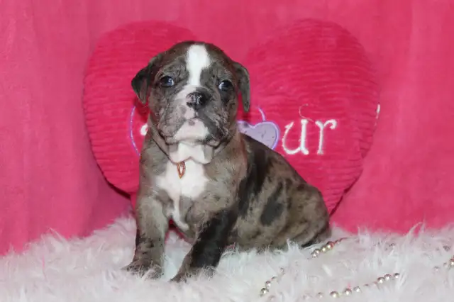 Old english bulldog / bouledogue anglais puppy in Dogs & Puppies for Rehoming in Ottawa - Image 8